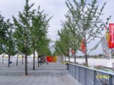 2008奧運精品工程之北京奧林匹克公園中心區中軸樹陣工程1標段