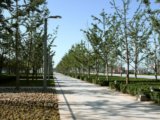 2008奧運精品工程之北京奧林匹克公園中心區中軸樹陣工程2標段