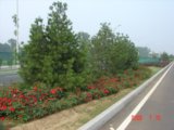2008社會精品工程之北京房山區白楊東路綠化