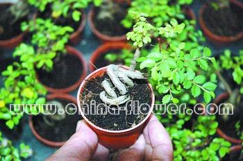 �����ܡ�΢���辰