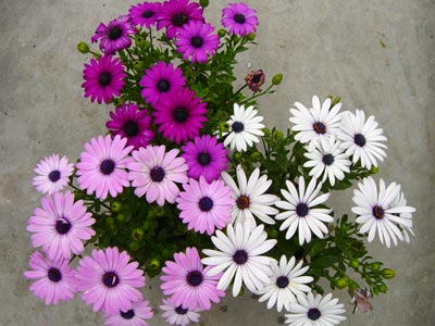 �Ϸ��f�۾�