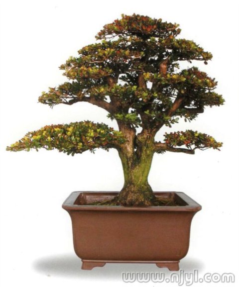 �����p��