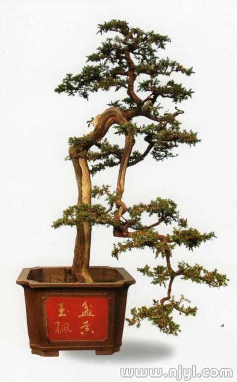 ������ˮ