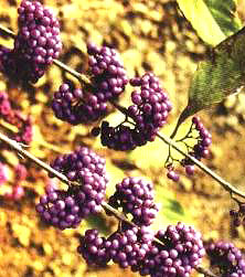 ���A����(Callicarpa cathayana)