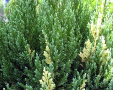 �ձ�����