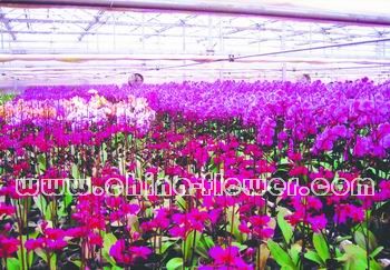 �����зNֲ�ĺ����m