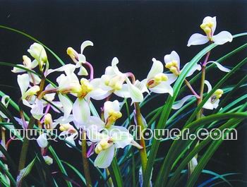 ���m��Ʒ�N������ɽ��÷��ɏ���m��