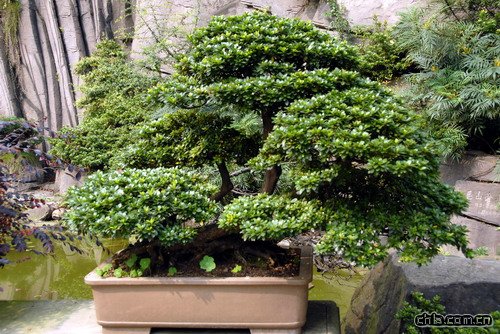 �ؑc��ɽֲ��@�辰�@���辰