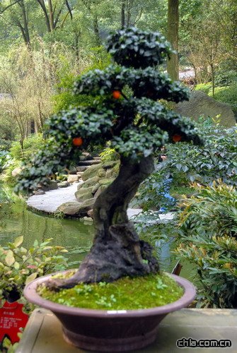 �ؑc��ɽֲ��@�辰�@���辰