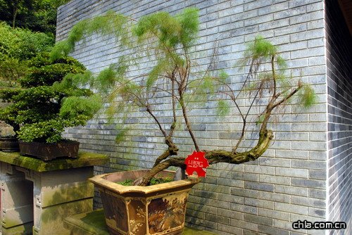 �ؑc��ɽֲ��@�辰�@���辰