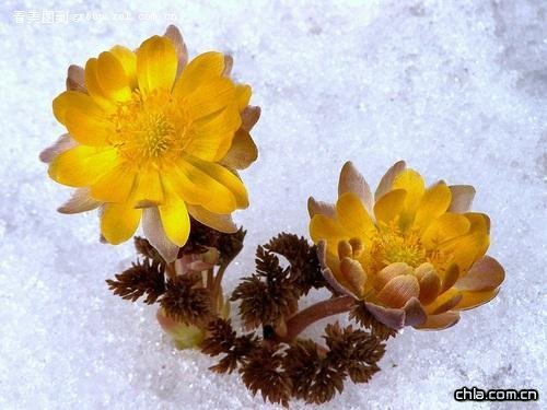 �Ƚ�K��(Adonis amurensis)