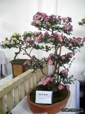 �������@�e�k�ڶ�ʮ�Ōþջ�չ