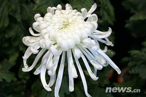 �ջ�Ʒ�N�����������绨