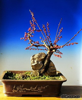 ÷���辰������