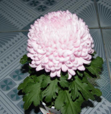 ΢�Ͱ��^�յķ�ֳ���༼�g(sh��)(�D)