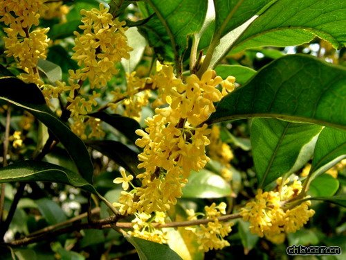 �Ͼ�������������� ӭ����¶�ҷ�