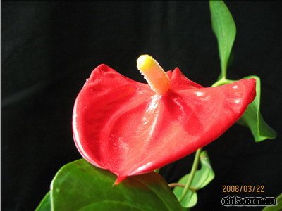 �t�����༼�g(�D)