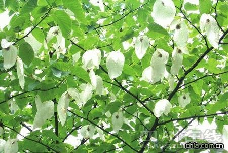 �Ĵ��l(f��)�F(xi��n)Ŀǰ��(gu��)��(n��i)���������������ͩ��(sh��)Ⱥ