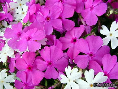 �L�����B(y��ng)�oҪ�c(�D)