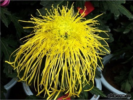 �������(�D)