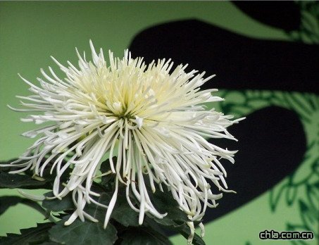 �����(�D)