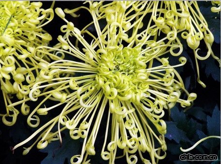 �ջ�����������(�D)