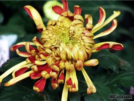 �ջ������~��Ϧ��(�D)