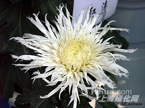 �ջ�����ǧ���^��(�D)