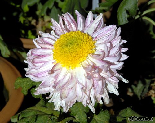 �ջ��������й�(�D)