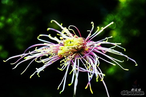 �ջ���ʳ�Ãrֵ(�D)