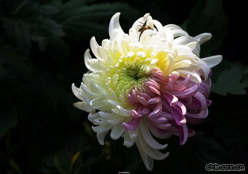 �ջ�������Դ���Ї�(�D)