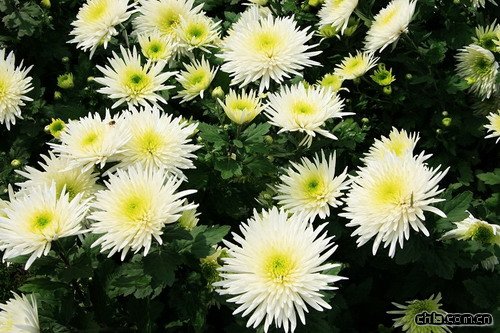 ����С���x���ķ����k��(�D)