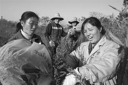 �D�ģ���ɽ�^(q��)�@�־ֽM���@���������һ֦�S����