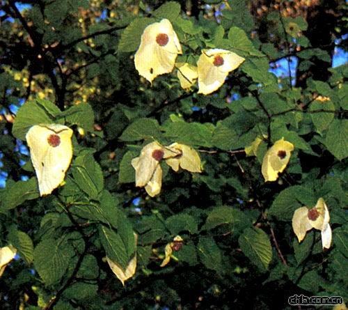 ֲ��ʯ����ͩ����Ϸʴ���ɽ