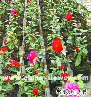 ��������Ͳ��޽Ӳ軨