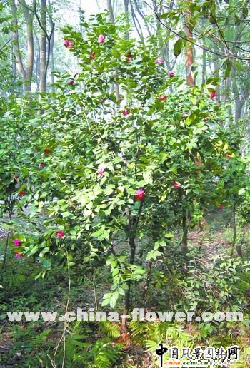 ��������Ͳ��޽Ӳ軨