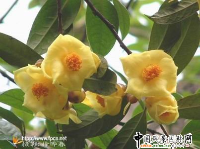 ����ʡ�׼ҽ𻨲��о����ڴ����В��Ƴ���