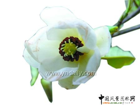 �����nɽ�@�FҰ����Ů��Ⱥ��