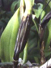 �D7  ܛ����