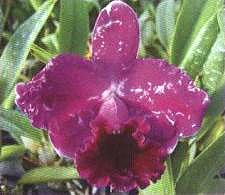 �D15  �E�RΣ��