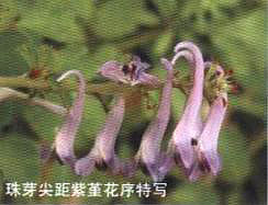 ��ѿ������������،�