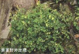 �S��Ұ������