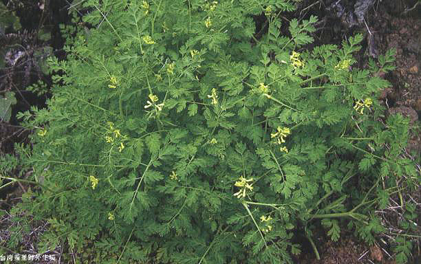 �_���S��Ұ������