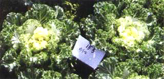 ���G�㡯(��Lv Yan��)