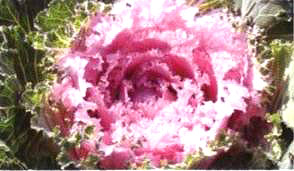 ������21̖(h��o)-1��(��Dong Chun No��21-1��)