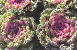 ������20̖(h��o)��(��Dong Chun No��20��)