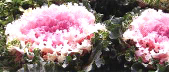 ������14̖(h��o)-1��(��Dong Chun No��14-1��)