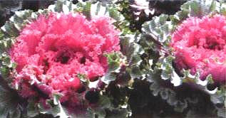 ������23̖(h��o)-1��(��Dong Chun No��23-1��)