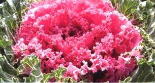 ������23̖(h��o)-2��(��Dong Chun No��23-2��)