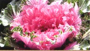 ������23̖(h��o)-4��(��Dong Chun No��23-4��)